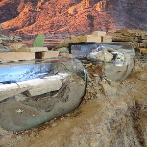 Bugarium - 3 Chihuahuan Desert Exhibits