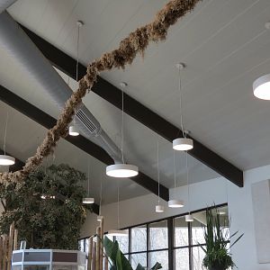 Bugarium - Leaf Cutter Ant Exhibit Connecting Vine