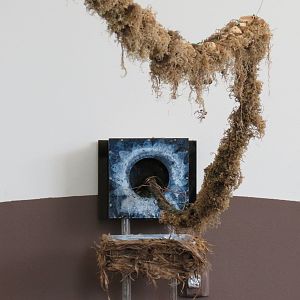 Bugarium - Leaf Cutter Ant Exhibit Connecting Vine