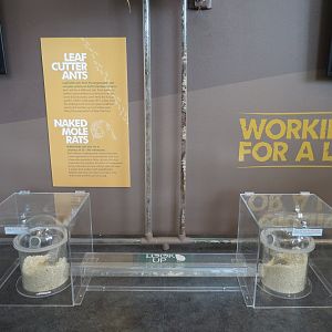 Bugarium - Leaf Cutter Ant and Naked Mole Rat Exhibits