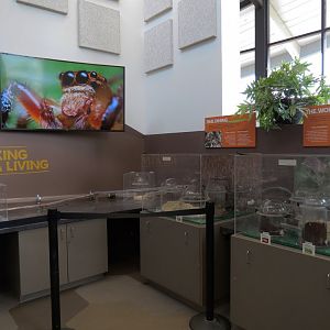 Bugarium - Leaf Cutter Ant and Naked Mole Rat Exhibits