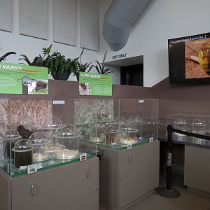 Bugarium - Leaf Cutter Ant and Naked Mole Rat Exhibits