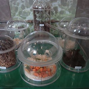 Bugarium - Leaf Cutter Ant and Naked Mole Rat Exhibits