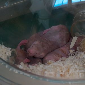 Bugarium - Naked Mole Rat Exhibit