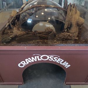 Bugarium - Madagascar Hissing Cockroach and Pill Woodlouse Exhibit