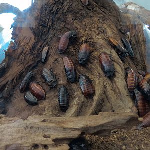 Bugarium - Madagascar Hissing Cockroach and Pill Woodlouse Exhibit