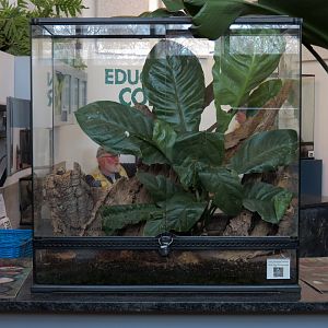 Bugarium - Indian Ornamental Tarantula Exhibit