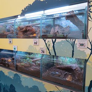 Bugarium - 6 Beetle Species Exhibits