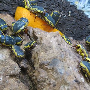 Bugarium - Black and Yellow Flower Beetle Exhibit