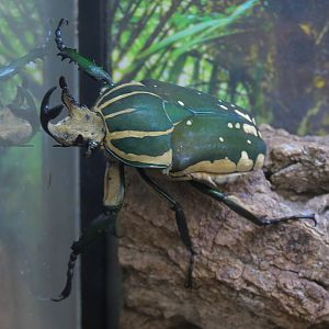 Bugarium - Polyphemus Beetle Exhibit