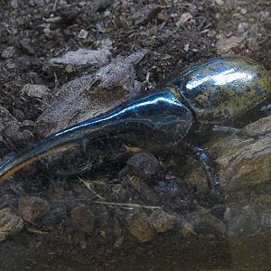 Bugarium - Hercules Beetle Exhibit