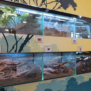 Bugarium - 6 Tarantula Species Exhibits