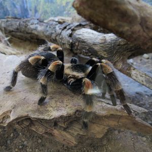 Bugarium - Mexican Red Knee Tarantula Exhibit