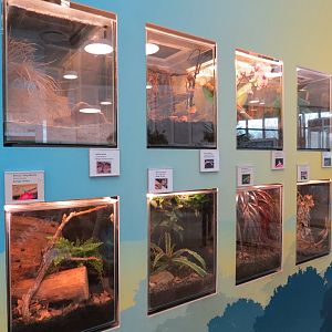 Bugarium - 8 Mantis Species Exhibits