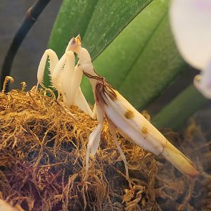 Bugarium - Orchid Mantis Exhibit