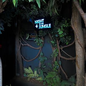 Bugarium - Night In The Jungle Entrance