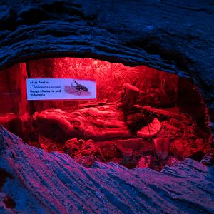 Bugarium - Night In The Jungle - Atlas Beetle Exhibit