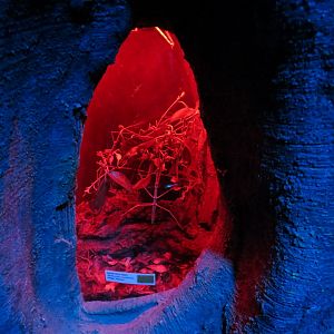 Bugarium - Night In The Jungle - Annam Stick Insect Exhibit