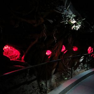 Bugarium - Night In The Jungle - 5 Exhibits