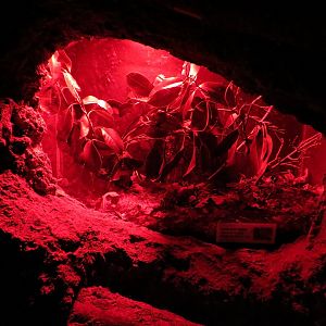 Bugarium - Night In The Jungle - Brown Bush Katydid Exhibit