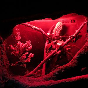 Bugarium - Night In The Jungle - Dragon Headed Katydid Exhibit