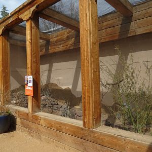 Bugarium - Common Chuckwalla Exhibit