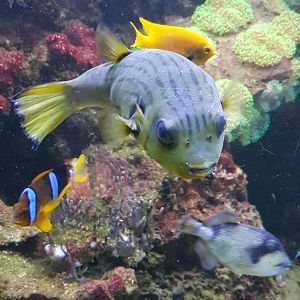 Lined pufferfish and Triggerfish ID