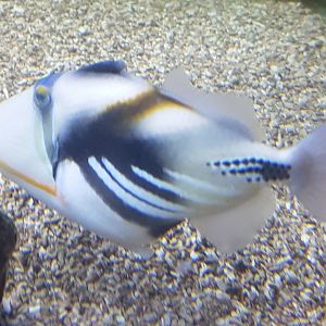 Picasso triggerfish
