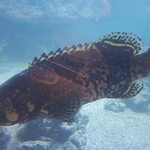 Juvenile Queensland grouper - Epinephelus lanceolatus