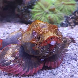 Scorpaenopsis diabolus