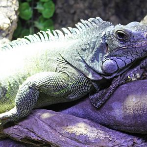 Green iguana