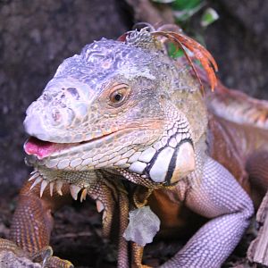 Green iguana