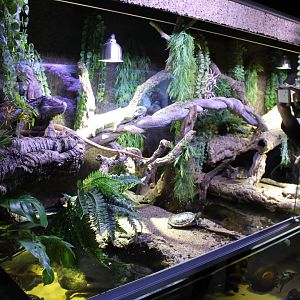 Iguana - Turtle-enclosure