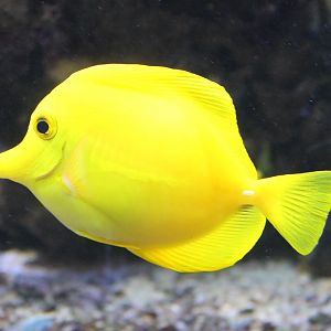 Yellow tang