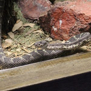 Mexican Black-Tailed Rattlesnake