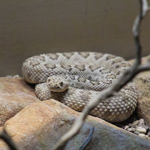Santa Catalina Island Rattlesnake