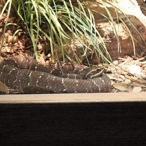 Arizona Ridge-Nosed Rattlesnake