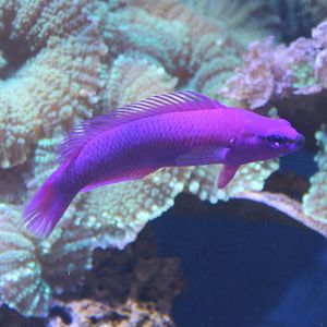 Pseudochromis fridmani