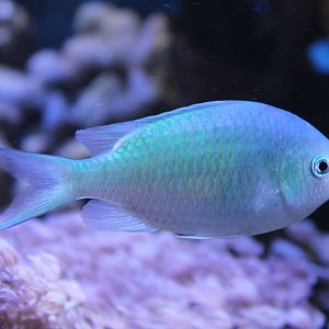 Chromis viridis