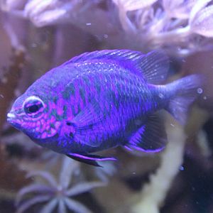 Chrysiptera springeri