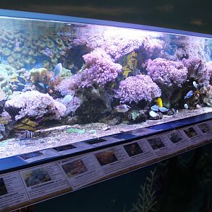 Coral-tank