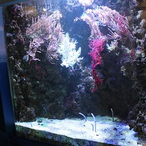 Garden-eel-aquarium