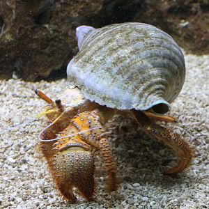 Heremit-crab