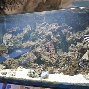 Lionfish - Stonefish-aquarium