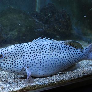 Squaretail coral-grouper - Plectropomus areolatus