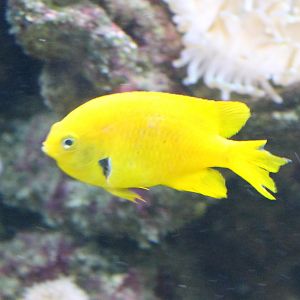 Lemon demoiselle - Pomacentrus moluccensis