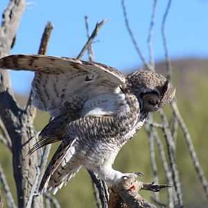 Desert Great Horned Owl