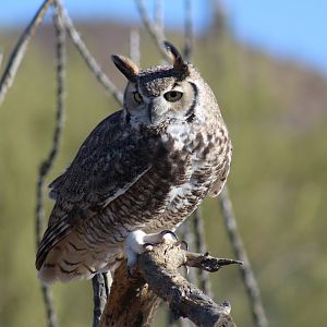 Desert Great Horned Owl