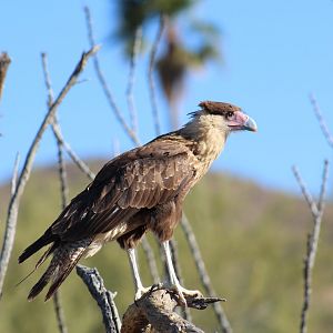 Juvenile Northern Crested Caracara