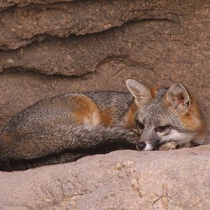 Southern Grey Fox